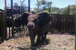 photo of Zimbabwe selling baby elephant calves to China, says environmental group image