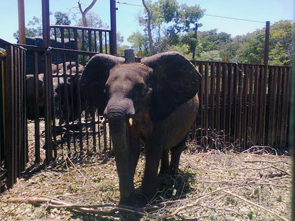 Frightened and malnourished female elephant calf in an enclosure in Zimbabwe prior to exportation to China. Photo courtesy of ELEPHANTS DC.