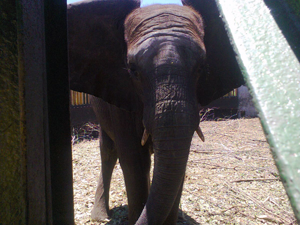  Wild elephant calf that has been separated from its mother and held in a guarded facility in Hwange National Park, Zimbabwe before shipment to a zoo or circus in China. Photo courtesy of ELEPHANTS DC.