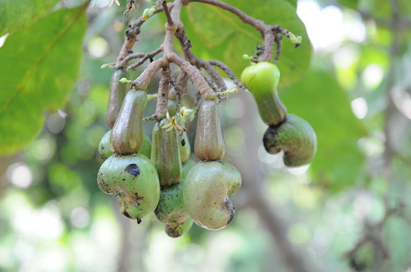 Cashew nuts grow in the Mamirauá Sustainable Development Reserve in the Brazilian Amazon. Photo by: P.J. Stephenson.