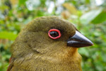 photo of Consumer choice: Shade-grown coffee and cocoa good for the birds, farmers, ecosystems image