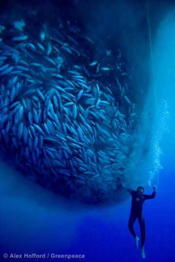 Purse Seine Net - Fishing Nets - Hi-sea