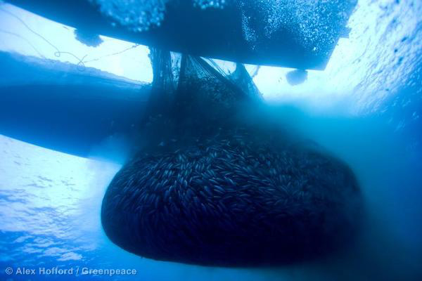 Skipjack tuna fill a net in an underwater view of operations between two Philippine vessels fishing on the high seas in 2012. The vessels were using a common technique called purse seining that encircles whole schools of targeted fish, as well as any other marine life that is present. Photo credit: Alex Hofford/Greenpeace.