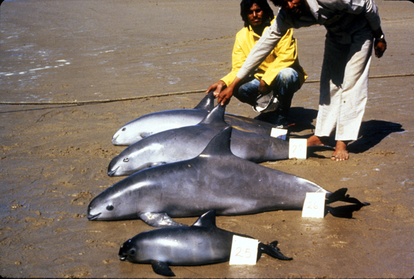 Four vaquitas found dead in fishing nets are displayed on a Mexican beach in this undated photo. Photo credit: Alejandro Robles.