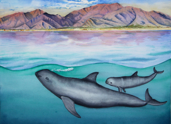 A vaquita mother and calf swim off San Felipe, Mexico, in happier days in this painting by Barbara Taylor of NOAA, who co-leads scientific assessment of the species. Credit: Barbara Taylor. 