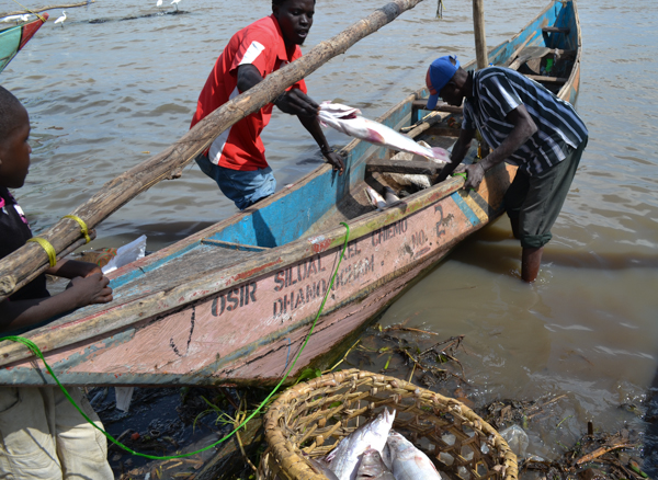  Fishermen unload their catch at Dunga Beach in Kisumu, Kenya. Photo credit: Isaiah Esipisu.