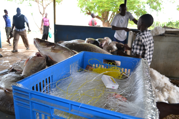  Fishing gear stands ready next to the day's catch on the shore of Lake Victoria. Photo credit: Isaiah Esipisu.