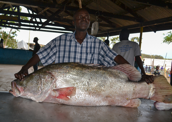  A blessing or a disaster? Moris Okulo, an ecologist and lake guide, displays a Nile perch weighing 64 pounds. Carnivorous and fast-growing, Nile perch were introduced to Lake Victoria decades ago as a food source, but they quickly wiped out many native fish species. Photo credit: Isaiah Esipisu.