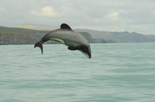 A New Zealand dolphin, one of whose two subspecies, the Maui's dolphin, is critically endangered with a quickly diminishing population. Photo credit: Steve Dawson/NABU International Foundation for Nature.