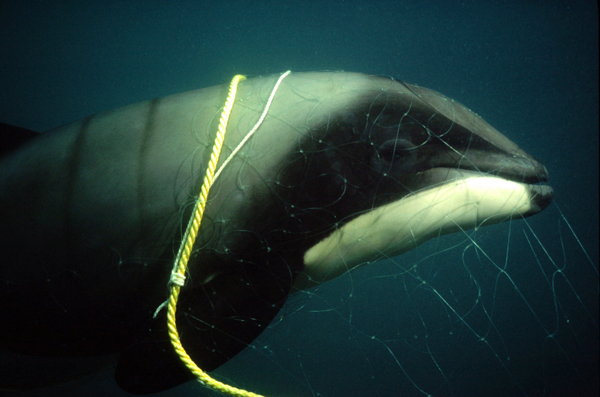 A Maui's dolphin encounters a fishing net. Fishing gear is responsible for more than 95 percent of Maui's dolphin deaths. Photo credit: Steve Dawson/NABU International Foundation for Nature.