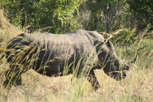 A rhino spied from the road in Kruger National park. Photo credit: Mic Smith.