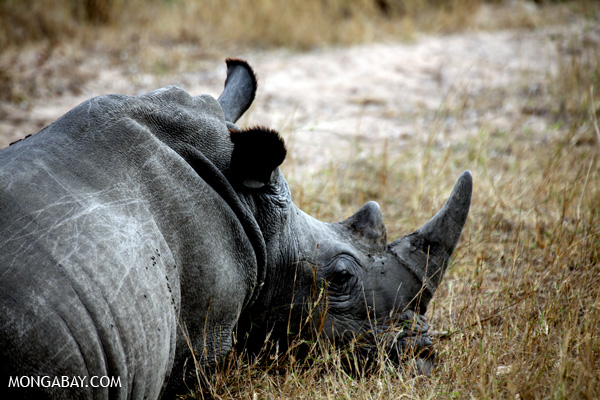 A white rhinoceros rests in Kruger National Park, South Africa, the epicenter of a spate of rhino poaching. Photo credit: Rhett A. Butler