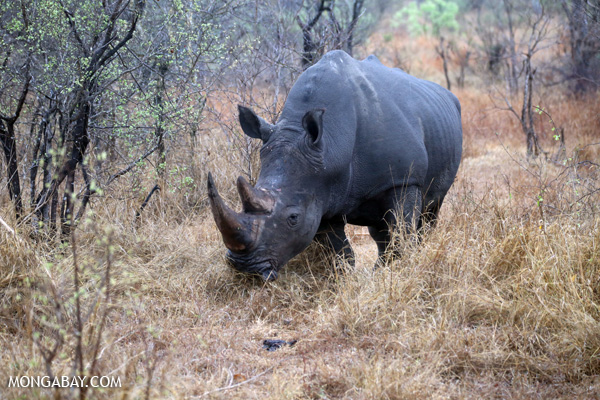 A white rhinoceros in Kruger National Park. Photo credit: Rhett A. Butler.