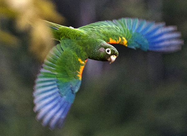 An endangered Santa Marta parakeet takes flight. 148 acres of land that supports the bird's largest breeding population was recently purchased with help from the new fund. Photo credit: Andy Bunting.