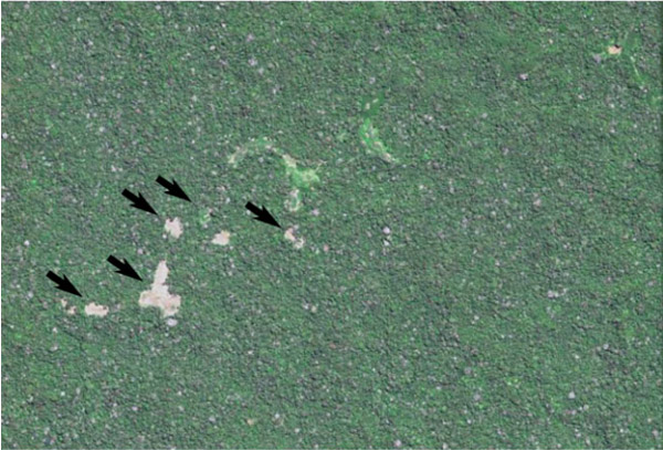 Western portion of site H that was monitored during the study. From 2012 to 2013 this site showed an increase in slash-and-burn fields that are designated by arrows, as well as an expansion of two large cleared areas in the center. These changes total 16 ha cleared in 14 months.