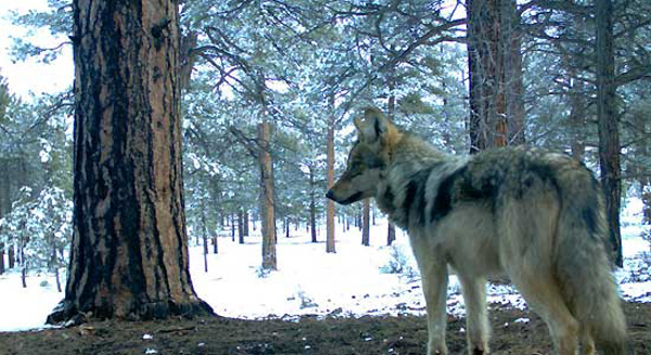 A member of the Luna pack of wild Mexican gray wolves, in 2011. Photo credit: Mexican Wolf Interagency Field Team.