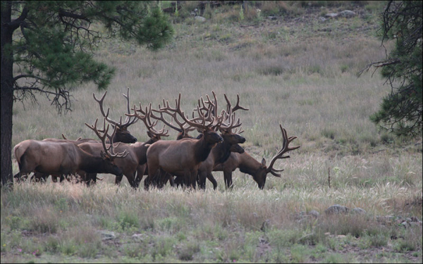 Male elk in the Blue Range Wolf Recovery Area of Arizona and New Mexico. Grazing elk destroy plant life along streams. Biologists hope reintroduced Mexican gray wolves will keep elk numbers down and allow the vegetation — and the wildlife it supports — to recover. Photo credit: U.S. Fish and Wildlife Service.