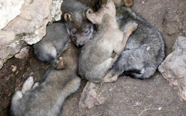 Wild Mexican wolf pups. Photo credit: Mexican Wolf Interagency Field Team.
