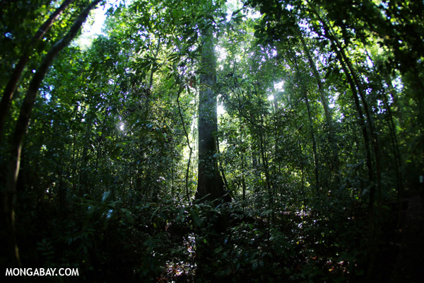 A rainforest in Borneo. Photo credit: Rhett Butler.
