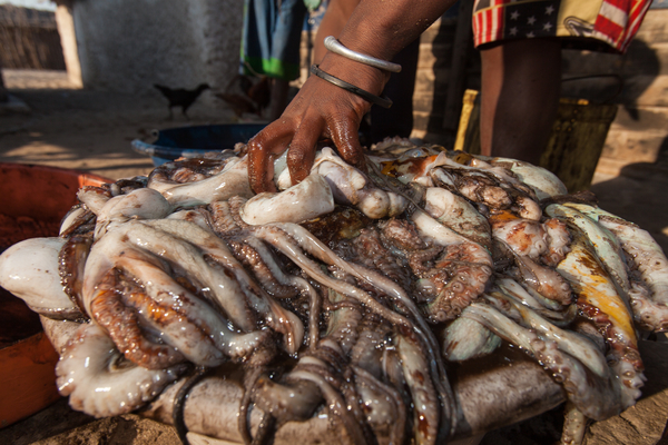 In recent years, buyers for southern European markets have been sourcing octopus from remote villages in southwestern Madagascar. This has enabled local fishermen to begin earning money from their traditional octopus fishery, but it has also led to overfishing. Here octopus is gathered for export. Photo copyright: Garth Cripps / Blue Ventures 2015.
