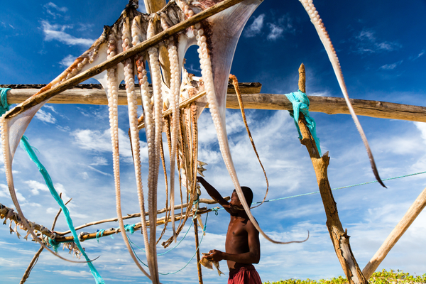 A fisherman dries octopus for local consumption on a remote Madagascar island.  Photo copyright: Garth Cripps / Blue Ventures 2015.