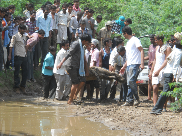  Local men rescue a tiger known as T-20 that had strayed into a village near Ranthambore Tiger Reserve, injuring two people. Photo credit: Dharmendra Khandal.