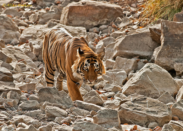 A tiger identified as Ustad prowls Ranthambore Tiger Reserve in 2012. Photo credit: Allan Hopkins.