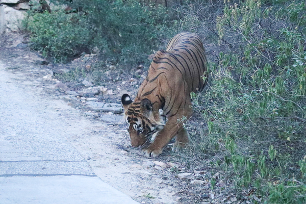  Ustad sniffs the area where he killed Saini on May 8, 2015, after authorities recovered Saini's body. Photo credit: Dharmendra Khandal.