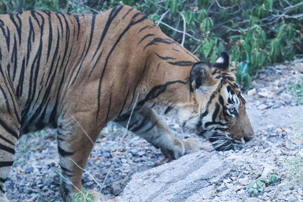  Ustad sniffs the area where he killed 56-year-old forest guard Rampal Saini on May 8, 2015. Photo credit: Dharmendra Khandal.