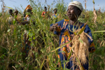 photo of Meager post-Ebola harvests worsen food insecurity in West Africa image