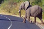 photo of Tanzanian study says education, better signing could reduce animal vehicle collisions image