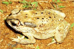 photo of Poisonous Asian toad invaded Madagascar earlier, is more widespread and worse threat to biodiversity than previously… image