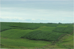 photo of 'Land sparing' vs. 'land sharing': scientists weigh in on how to improve biodiversity on farms image