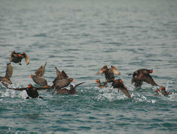 <br />
Crested Auklets in Russia’s Kuril Islands. Photo credit: Austronesian Expeditions.” ><br /><i><br />
Crested Auklets in Russia’s Kuril Islands. Photo credit:<a target=
