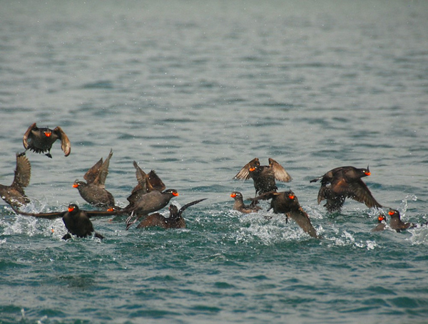 <br />
Crested Auklets in Russia’s Kuril Islands. Photo credit: Austronesian Expeditions.” ><br /><i><br />
Alche minori crestate, isole Curili, Russia.  Crediti fotografici: <a target=