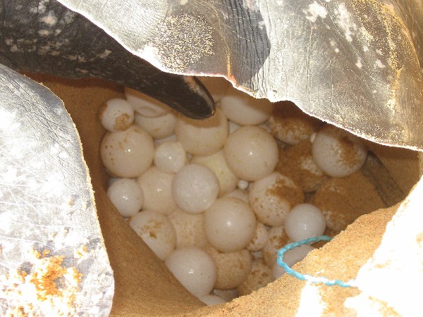 Fresh-laid leatherback eggs. Sea turtle eggs are considered an aphrodisiac and sell illegally for as much as $1 each in Costa Rica. Photo credit: Tiffany Roufs.