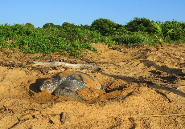 A leatherback sea turtle lays eggs. Photo credit: Tiffany Roufs. 