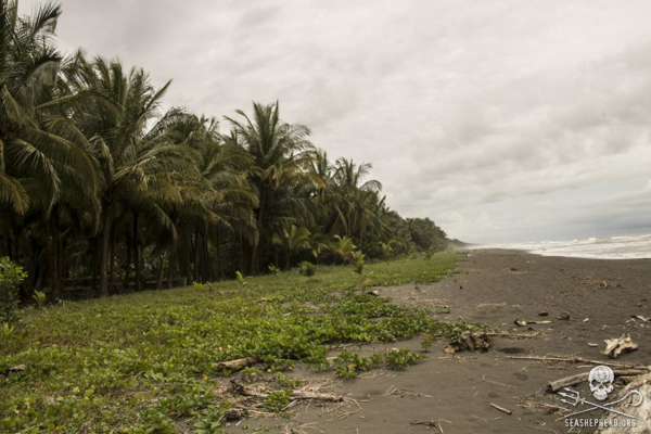 Sea turtle nesting grounds on Pacuare Beach, Costa Rica, where poachers attacked conservationists late last month. Photo credit: Sea Shepherd/Eva Hidalgo.