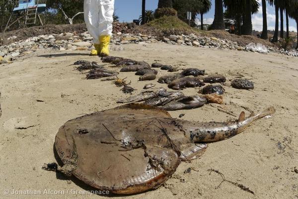 A dead ray, fish, and shellfish lie on Refugio State Beach on Wednesday, May 20, 2015. Photo credit: Jonathan Alcorn/Greenpeace.
