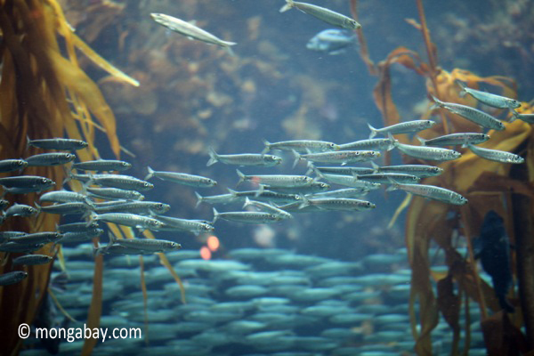 Pacific sardines swim through a kelp forest. The species crashed in the 1950s. After rebounding in the 1990s and 2000s, its numbers have plummeted once again. U.S. managers will soon decide whether to shut down fishing for the species. Credit: Rhett Butler
