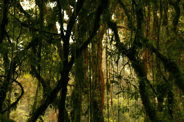 jungle trees vines