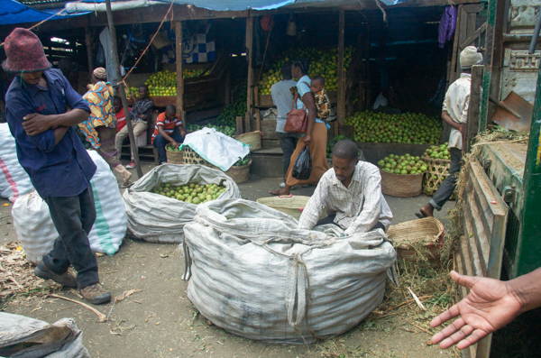 A trader sort mangos at the Kilombero wholesale market in Arusha, Tanzania. Credit: Rachel Cernansky.