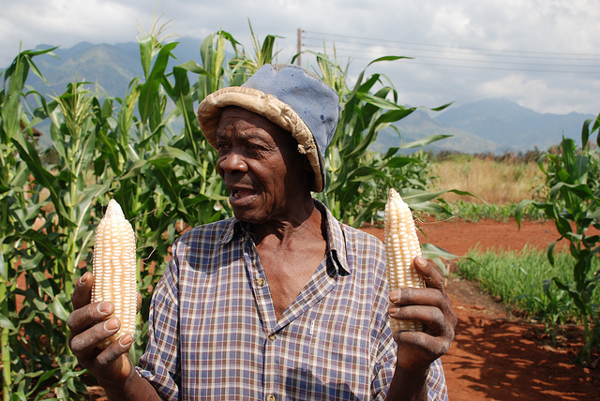 A maize farmer in Morogoro, Tanzania. Credit: Anne Wangalachi/CIMMYT.