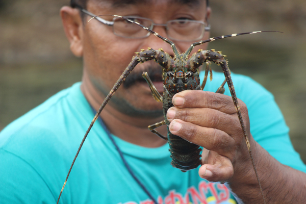 A fishing cooperative member holds up a two-ounce specimen at a lobster farm in Pantai Sepanjang, Central Java. Photo credit: Melati Kaye.