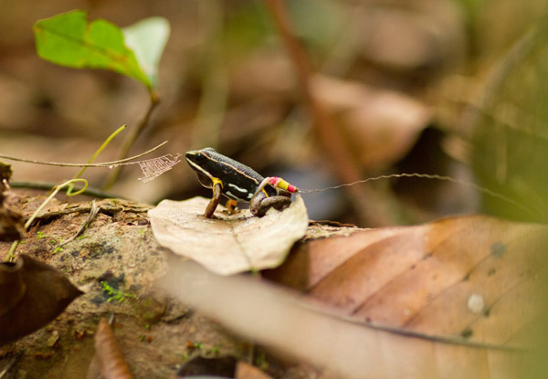 Back home. Male brilliant-thighed poison frog (Allobates femoralis) equipped with a tracking device calling after having returned to his home territory. Photo credit: Femoralis Project.