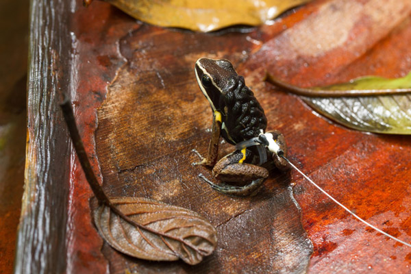 Tracking natural movements. Male brilliant-thighed poison frog (Allobates femoralis) equipped with a tracking device transporting tadpoles from his territory to a deposition site, which can be located as far as a couple of hundred meters away. Photo credit: Femoralis Project.