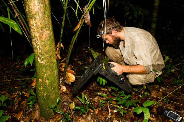 Bed time. Study co-author Ian Warrington, checking the sleeping site of one of the translocated frogs using a harmonic direction finder. Poison frogs are diurnal and they do not move at night. Photo credit: Femoralis Project.