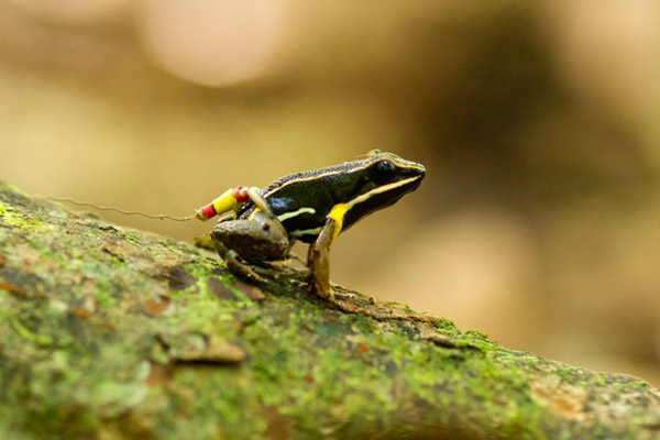 Homing frog. Male brilliant-thighed poison frog (Allobates femoralis) equipped with a tracking device returning home after an experimental translocating. Note the tiny springtail hitchhiking on the head. Photo credit: Femoralis Project.
