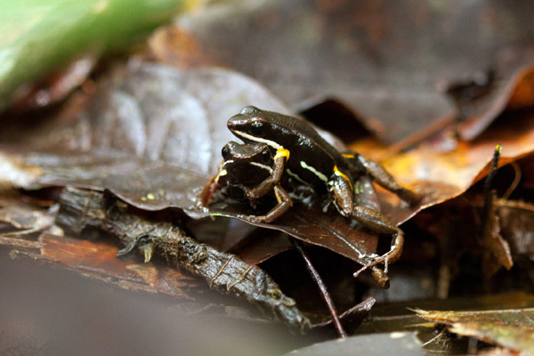 Two Allobates femoralis males fighting over a territorial boundary. Photo credit: Femoralis Project