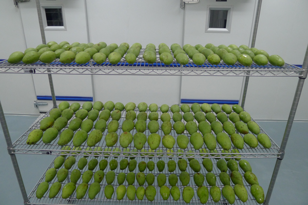 A gum-arabic-based coating is being tested on mangos at the Center of Excellence for Post-harvest Biotechnology (CEPB) in Malaysia. Photo by: CEPB.